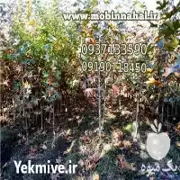 قیمت خرید نهال چنار در کرج در گروه خرید و فروش نهال چنار در یکمیوه