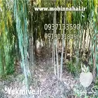 فروش بید مجنون در کرج در گروه خرید و فروش نهال در یکمیوه