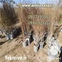 فروش نهال انار شیراز دانه جیگری در کرج در گروه خرید و فروش نهال انار در یکمیوه