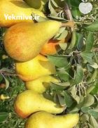 راهنمای کاشت نهال زردآلو در لرستان در گروه خرید و فروش نهال در یکمیوه