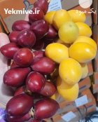 راهنمای کاشت نهال زردآلو در خرم آباد در گروه خرید و فروش نهال در یکمیوه