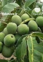 کاشت نهال گردو در کوههای خلخال در گروه خرید و فروش نهال گردو در یکمیوه