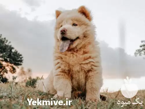 فروش سگ پشمالو فروش سگ در کرج در گروه سگ و گربه در یکمیوه -عکس1