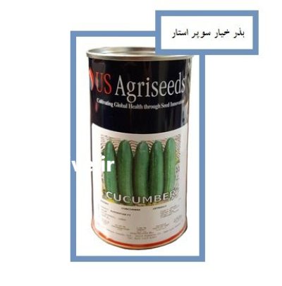 فروش بذر خیار SUPER STAR US در یاسوج در گروه خرید و فروش بذر خیار در یکمیوه -عکس1