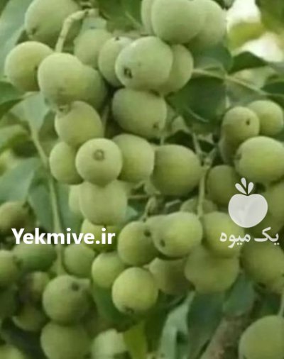 خرید نهال گردو ژنوتیپ برتر اصل سردسیری در گروه خرید و فروش نهال گردو در یکمیوه -عکس2