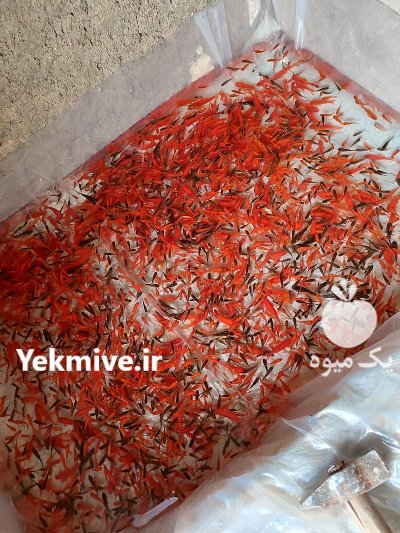 ماهی قرمز درسنندج در کردستان در گروه خرید و فروش انواع ماهی در یکمیوه -عکس1