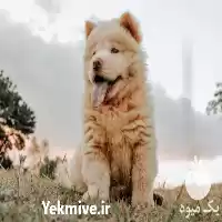 فروش سگ پشمالو فروش سگ در کرج در گروه سگ و گربه در یکمیوه