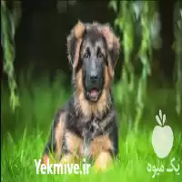 قیمت خرید ژرمن ژرمن در گروه سگ و گربه در یکمیوه