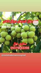 خرید نهال گردو ژنوتیپ برتر اصل سردسیری در گروه خرید و فروش نهال گردو در یکمیوه