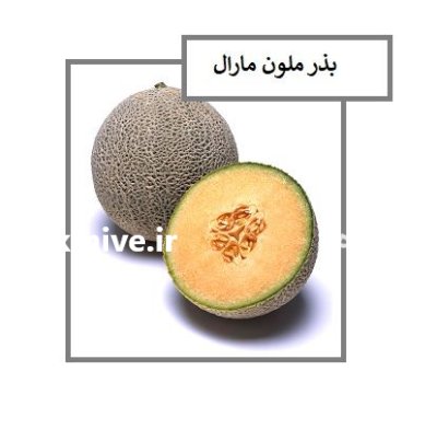 فروش بذر ملون هیبرید مارال در یاسوج در گروه خرید و فروش بذر ملون در یکمیوه -عکس1
