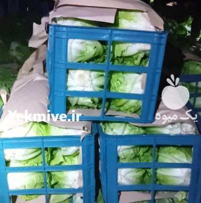 کاهو رسمی در کرج در گروه خرید و فروش کاهو در یکمیوه -عکس1