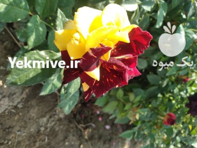 فروش گل و گیاه در تهران در گروه خرید و فروش انواع گل در یکمیوه -عکس1