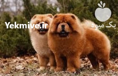 فروش توله سگ چاوچاو نر ماده در باغستان در گروه سگ و گربه در یکمیوه -عکس1