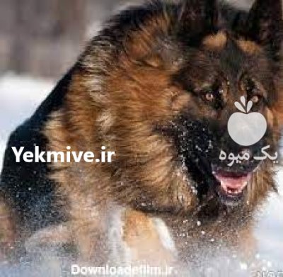 فروش انواع تیپ ژرمن شپرد نر در قزوین در گروه سگ و گربه در یکمیوه -عکس1