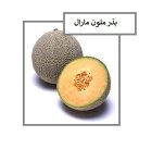 فروش بذر ملون هیبرید مارال در یاسوج در گروه خرید و فروش بذر ملون در یکمیوه