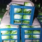 کاهو رسمی در کرج در گروه خرید و فروش کاهو در یکمیوه