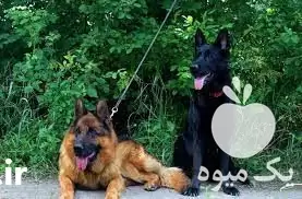 فروش توله ژرمن نر و ماده در گروه سگ و گربه در یکمیوه -عکس1