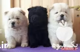 فروش توله چاوچاو نر و ماده بالغ در کرج در گروه سگ و گربه در یکمیوه -عکس1