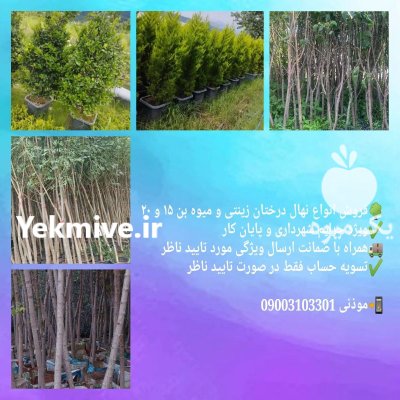 نهال درخت بن ٢٠ بن جریمه در ری  در گروه خرید و فروش نهال درخت در یکمیوه -عکس1