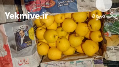 فروش سیب زرد در کرمانشاه در گروه خرید و فروش سیب در یکمیوه -عکس1