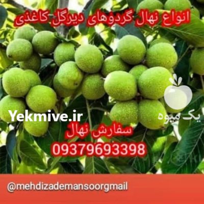 کاشت نهال گردوکانادا یی احداث باغ کوچک در گروه خرید و فروش نهال گردو در یکمیوه -عکس1