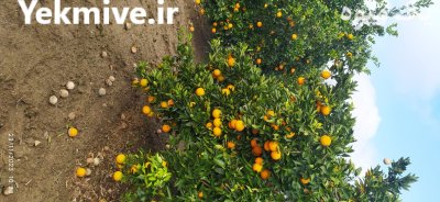 پرتقال تامسون در قائم شهر در گروه خرید و فروش پرتقال در یکمیوه -عکس1