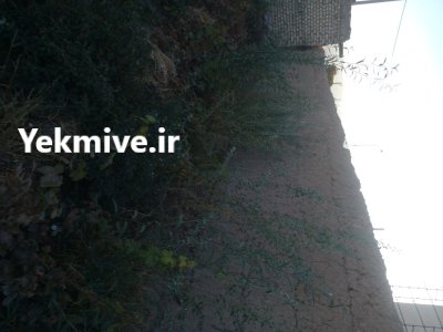 نهال درخت تزئینی در اصفهان در گروه خرید و فروش نهال در یکمیوه -عکس1