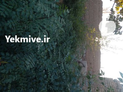 نهال درخت تزئینی در اصفهان در گروه خرید و فروش نهال در یکمیوه -عکس2