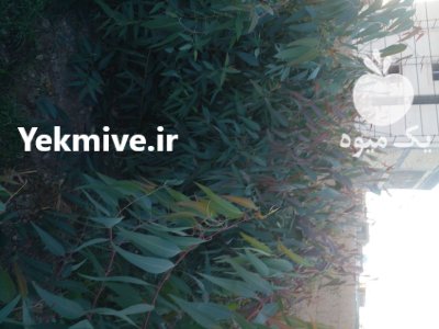 نهال درخت تزئینی در اصفهان در گروه خرید و فروش نهال در یکمیوه -عکس3