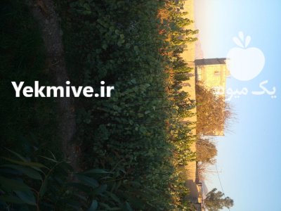 نهال درخت تزئینی در اصفهان در گروه خرید و فروش نهال در یکمیوه -عکس4