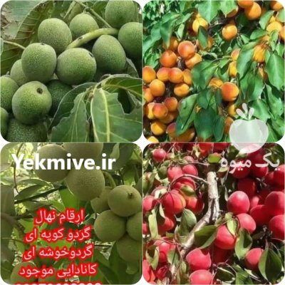 راز مهم کاشت احداث باغ گردو خوشه در کوهدشت در گروه خرید و فروش نهال گردو در یکمیوه -عکس4