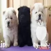 فروش توله چاوچاو نر و ماده بالغ در کرج در گروه سگ و گربه در یکمیوه