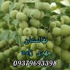 راز مهم کاشت احداث باغ گردو خوشه در کوهدشت در گروه خرید و فروش نهال گردو در یکمیوه