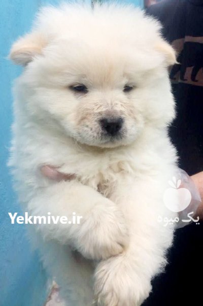 خرید فروش سگ چاوچا پوزه فلت در تهران در گروه سگ و گربه در یکمیوه -عکس1