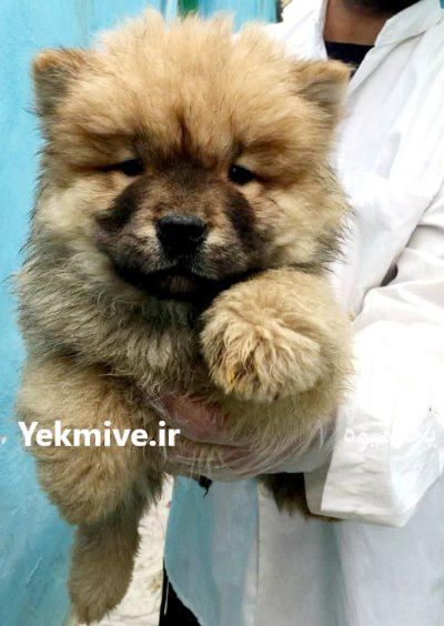 خرید فروش سگ چاوچا کرم قهوه در تهران در گروه سگ و گربه در یکمیوه -عکس1