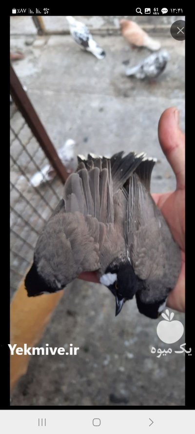 فروش عمده بلبل خرما جفت در تهران در گروه خرید و فروش انواع پرنده در یکمیوه -عکس2