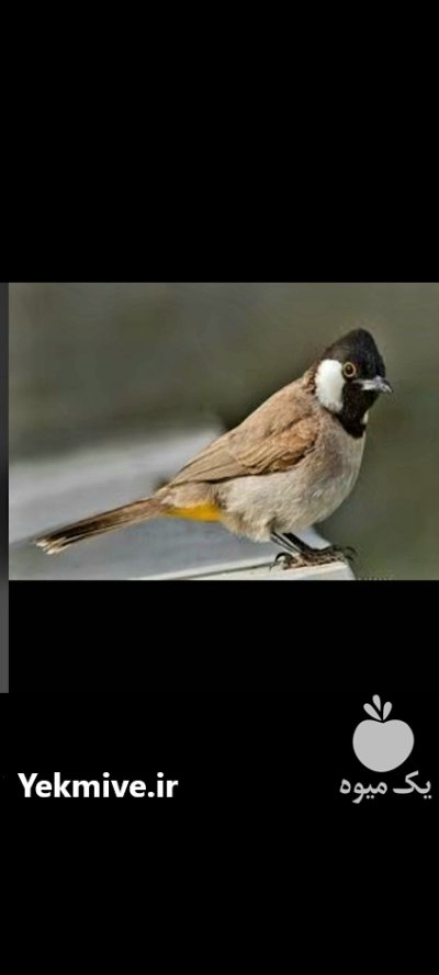 فروش عمده بلبل خرما جفت در تهران در گروه خرید و فروش انواع پرنده در یکمیوه -عکس4