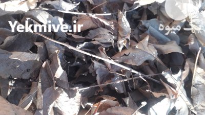 فروش برگ خشک درختان میوه و برگ در گروه انواع محصولات خاک و تغذیه در یکمیوه -عکس2