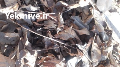 فروش برگ خشک درختان میوه و برگ در گروه انواع محصولات خاک و تغذیه در یکمیوه -عکس3