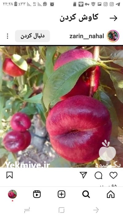 نحوه کاشت نهال ضدعفونی قارچ کشی در گروه خرید و فروش نهال در یکمیوه -عکس1