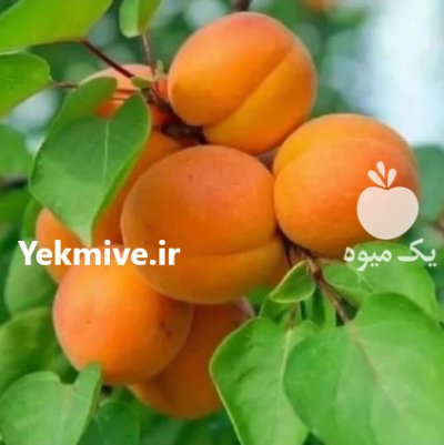 احداث باغ زردآلو در کرمانشاه رویال در جوانرود در گروه خرید و فروش نهال در یکمیوه -عکس1