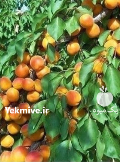 احداث باغ زردآلو در کرمانشاه رویال در جوانرود در گروه خرید و فروش نهال در یکمیوه -عکس2