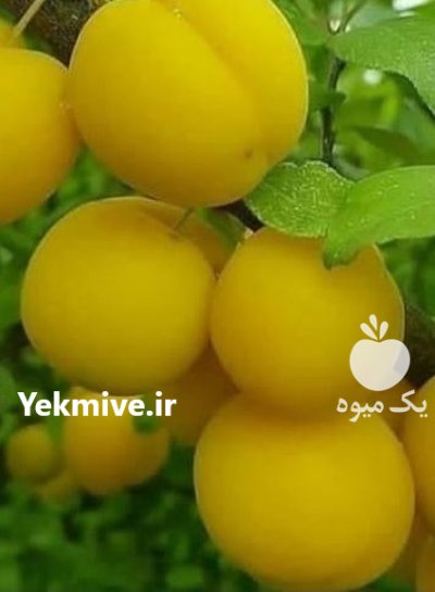 احداث باغ زردآلو در کرمانشاه رویال در جوانرود در گروه خرید و فروش نهال در یکمیوه -عکس3