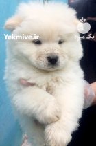 خرید فروش سگ چاوچا پوزه فلت در تهران در گروه سگ و گربه در یکمیوه