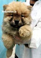 خرید فروش سگ چاوچا کرم قهوه در تهران در گروه سگ و گربه در یکمیوه