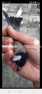 فروش عمده بلبل خرما جفت در تهران در گروه خرید و فروش انواع پرنده در یکمیوه