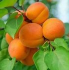 نحوه کاشت نهال ضدعفونی قارچ کشی در گروه خرید و فروش نهال در یکمیوه