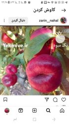 نحوه کاشت نهال ضدعفونی قارچ کشی در گروه خرید و فروش نهال در یکمیوه