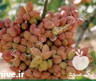 فروش نهال پسته پیوندی اصلاح شده در کرج در گروه خرید و فروش نهال پسته در یکمیوه -عکس1