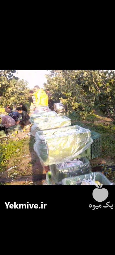 فروش میوه به 50 تن در تبریز در گروه خرید و فروش میوه به در یکمیوه -عکس1